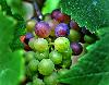 images/wine/vinoveritas/pict023